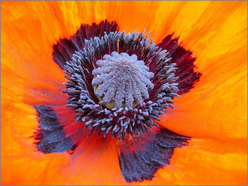 Natures Brush Strokes - Tony Mather.jpg